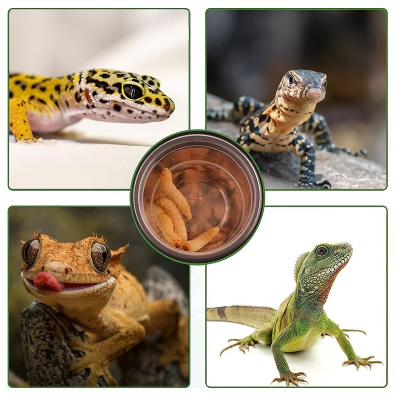 أكواب طعام وماء للسحالي (120 ق - مراجعة Water Dish Reptile وسعره